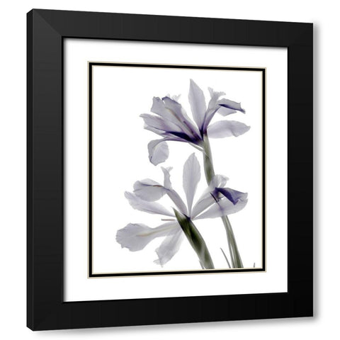 Xray Iris Black Modern Wood Framed Art Print with Double Matting by Stalus, Judy