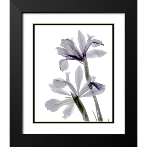 Xray Iris Black Modern Wood Framed Art Print with Double Matting by Stalus, Judy