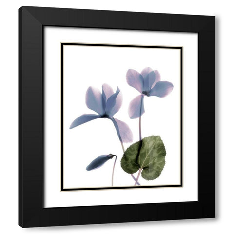 Xray Cyclamen Black Modern Wood Framed Art Print with Double Matting by Stalus, Judy