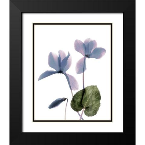 Xray Cyclamen Black Modern Wood Framed Art Print with Double Matting by Stalus, Judy