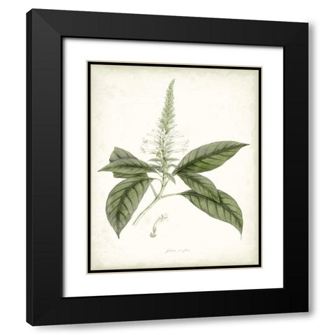 Sage Botanical II Black Modern Wood Framed Art Print with Double Matting by Vision Studio