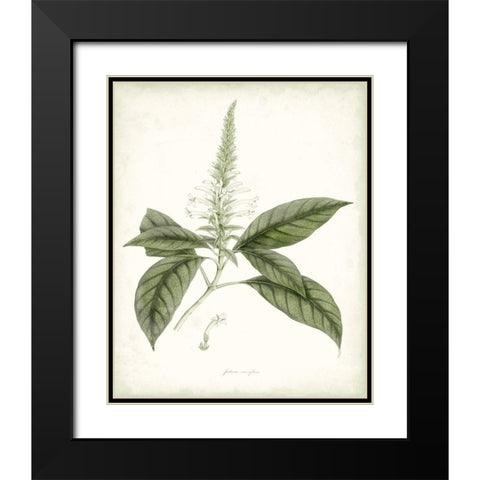 Sage Botanical II Black Modern Wood Framed Art Print with Double Matting by Vision Studio