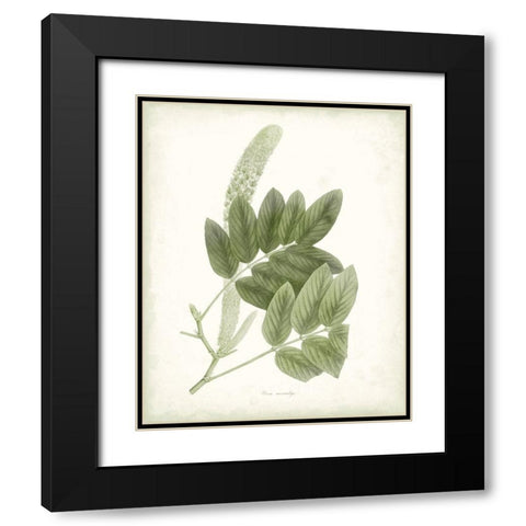 Sage Botanical IV Black Modern Wood Framed Art Print with Double Matting by Vision Studio