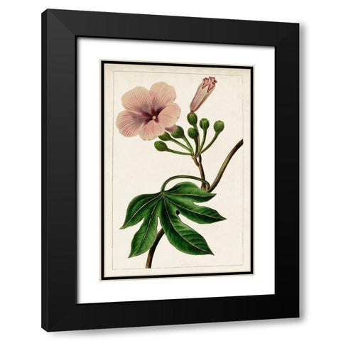 Mauve Botanicals I Black Modern Wood Framed Art Print with Double Matting by Unknown