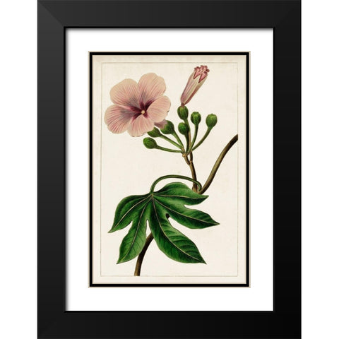 Mauve Botanicals I Black Modern Wood Framed Art Print with Double Matting by Unknown