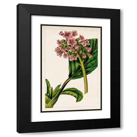 Mauve Botanicals II Black Modern Wood Framed Art Print with Double Matting by Unknown