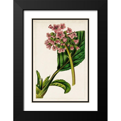 Mauve Botanicals II Black Modern Wood Framed Art Print with Double Matting by Unknown