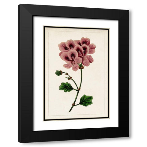 Mauve Botanicals III Black Modern Wood Framed Art Print with Double Matting by Unknown