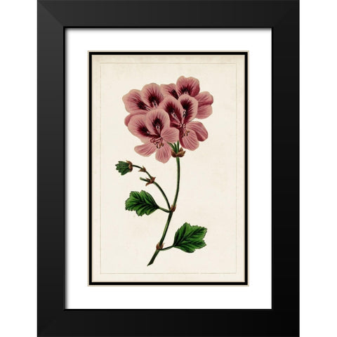 Mauve Botanicals III Black Modern Wood Framed Art Print with Double Matting by Unknown