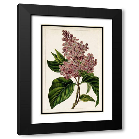 Mauve Botanicals IV Black Modern Wood Framed Art Print with Double Matting by Unknown