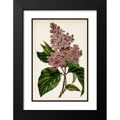 Mauve Botanicals IV Black Modern Wood Framed Art Print with Double Matting by Unknown