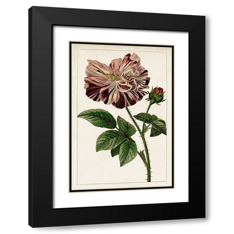 Mauve Botanicals V Black Modern Wood Framed Art Print with Double Matting by Unknown