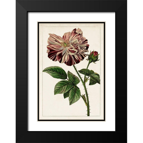 Mauve Botanicals V Black Modern Wood Framed Art Print with Double Matting by Unknown