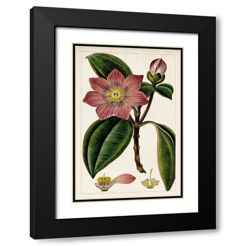 Mauve Botanicals VI Black Modern Wood Framed Art Print with Double Matting by Unknown