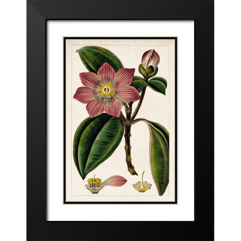 Mauve Botanicals VI Black Modern Wood Framed Art Print with Double Matting by Unknown
