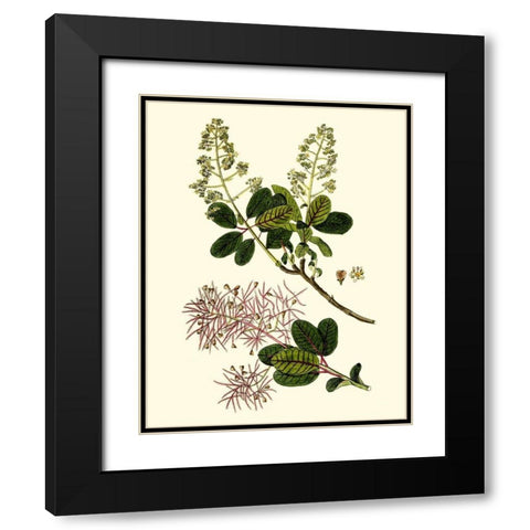 Olive Greenery I Black Modern Wood Framed Art Print with Double Matting by Unknown
