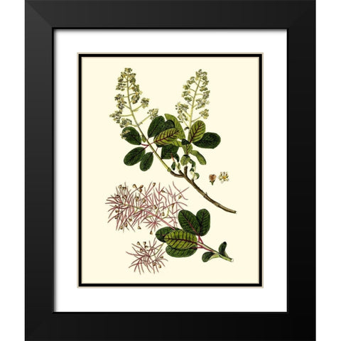 Olive Greenery I Black Modern Wood Framed Art Print with Double Matting by Unknown