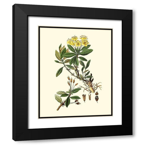 Olive Greenery IV Black Modern Wood Framed Art Print with Double Matting by Unknown