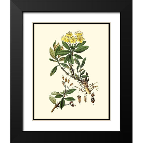 Olive Greenery IV Black Modern Wood Framed Art Print with Double Matting by Unknown