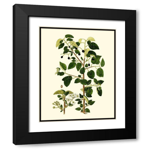 Olive Greenery V Black Modern Wood Framed Art Print with Double Matting by Unknown