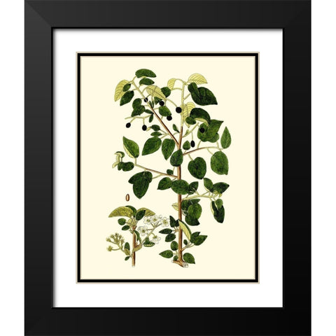 Olive Greenery V Black Modern Wood Framed Art Print with Double Matting by Unknown