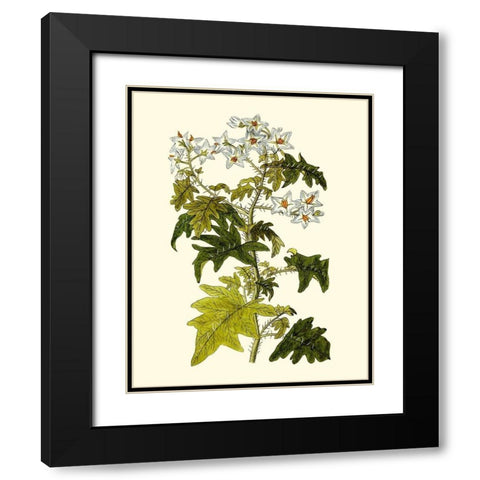 Olive Greenery VI Black Modern Wood Framed Art Print with Double Matting by Unknown