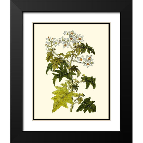 Olive Greenery VI Black Modern Wood Framed Art Print with Double Matting by Unknown