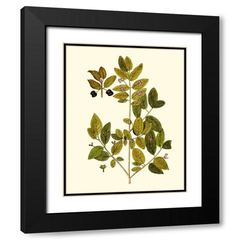 Olive Greenery VII Black Modern Wood Framed Art Print with Double Matting by Unknown