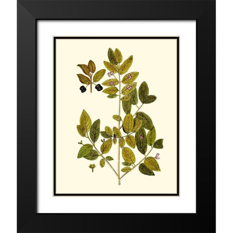 Olive Greenery VII Black Modern Wood Framed Art Print with Double Matting by Unknown
