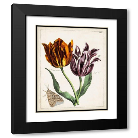 Tulip Classics I Black Modern Wood Framed Art Print with Double Matting by Unknown