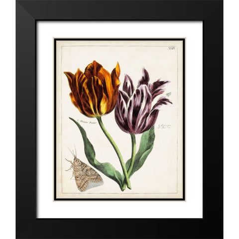 Tulip Classics I Black Modern Wood Framed Art Print with Double Matting by Unknown