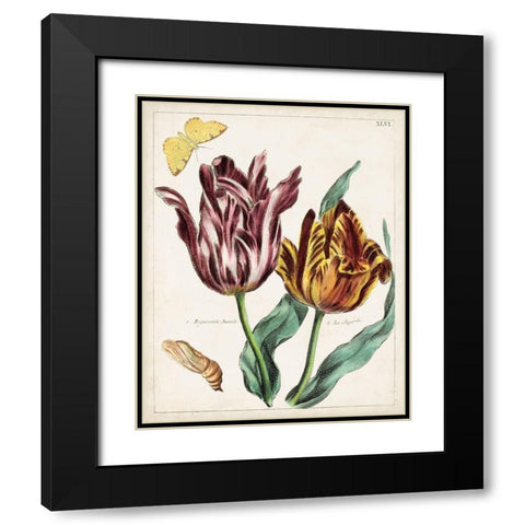 Tulip Classics II Black Modern Wood Framed Art Print with Double Matting by Unknown
