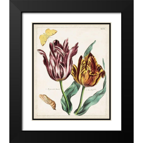 Tulip Classics II Black Modern Wood Framed Art Print with Double Matting by Unknown