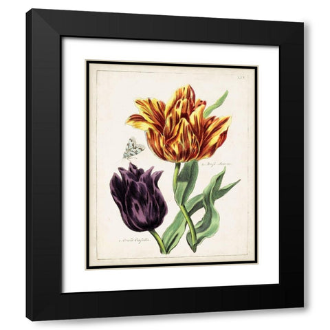 Tulip Classics III Black Modern Wood Framed Art Print with Double Matting by Unknown