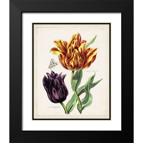 Tulip Classics III Black Modern Wood Framed Art Print with Double Matting by Unknown
