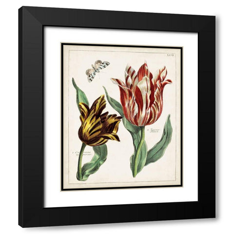 Tulip Classics IV Black Modern Wood Framed Art Print with Double Matting by Unknown