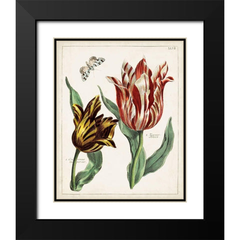 Tulip Classics IV Black Modern Wood Framed Art Print with Double Matting by Unknown