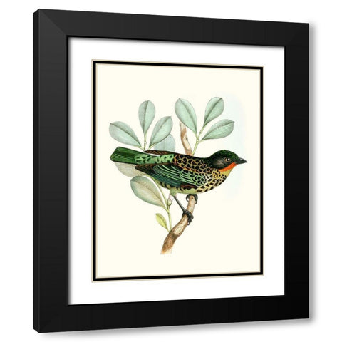 On Perch I Black Modern Wood Framed Art Print with Double Matting by Unknown