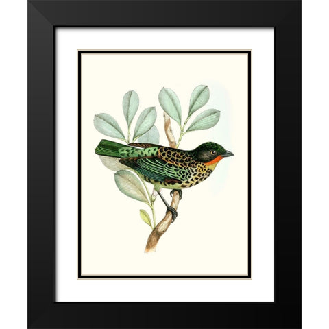 On Perch I Black Modern Wood Framed Art Print with Double Matting by Unknown