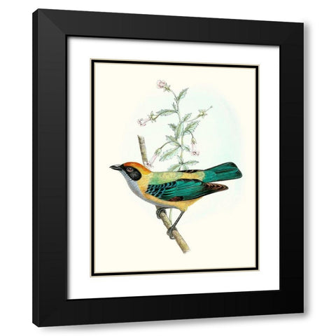 On Perch II Black Modern Wood Framed Art Print with Double Matting by Unknown