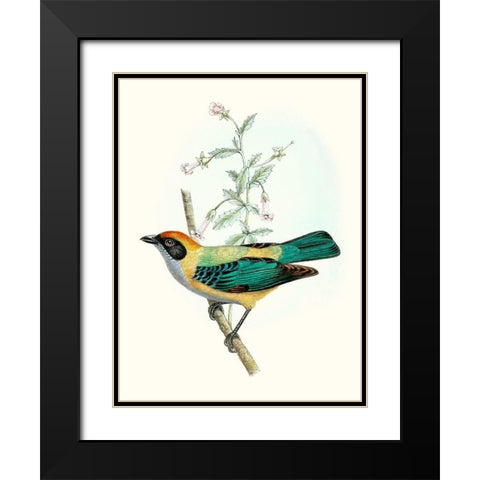 On Perch II Black Modern Wood Framed Art Print with Double Matting by Unknown