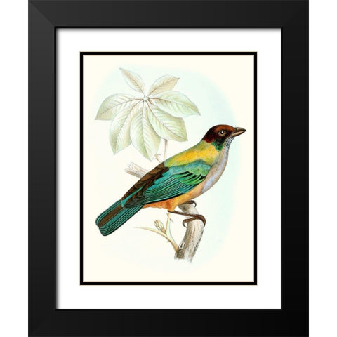 On Perch III Black Modern Wood Framed Art Print with Double Matting by Unknown