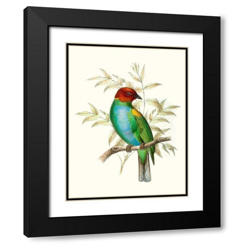On Perch IV Black Modern Wood Framed Art Print with Double Matting by Unknown