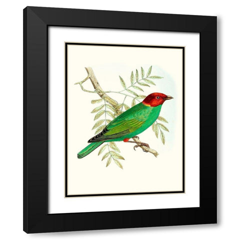 On Perch V Black Modern Wood Framed Art Print with Double Matting by Unknown