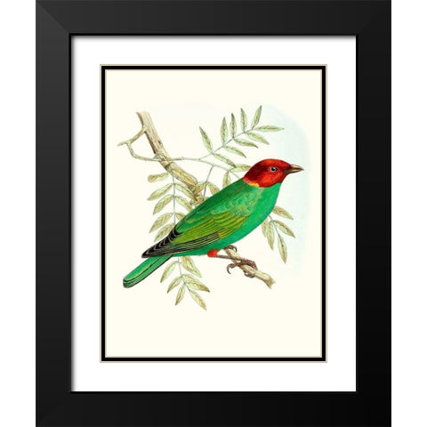 On Perch V Black Modern Wood Framed Art Print with Double Matting by Unknown