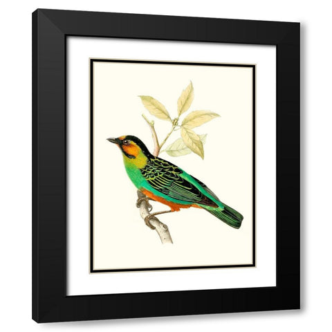 On Perch VI Black Modern Wood Framed Art Print with Double Matting by Unknown
