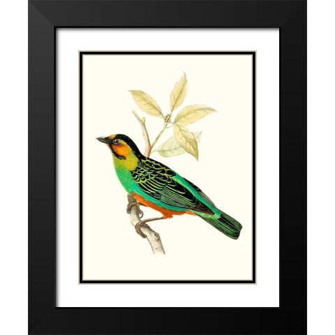 On Perch VI Black Modern Wood Framed Art Print with Double Matting by Unknown