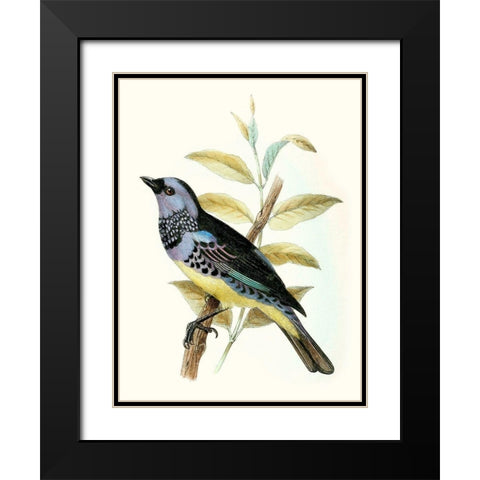 On Perch VIII Black Modern Wood Framed Art Print with Double Matting by Unknown