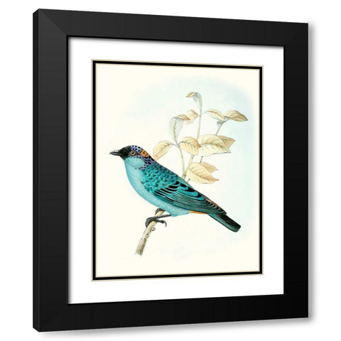 On Perch XII Black Modern Wood Framed Art Print with Double Matting by Unknown