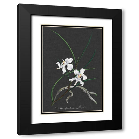 Orchid on Slate II Black Modern Wood Framed Art Print with Double Matting by Vision Studio
